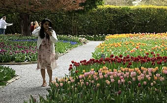 Skagit Valley Tulip Festival